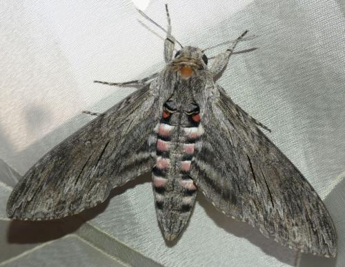 Réf. 239 089 : Agrius convolvuli